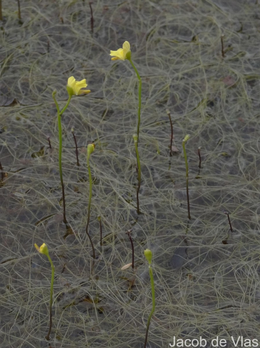 Utricularia gibba L.